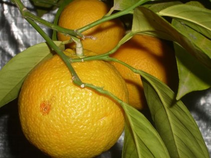 Pomarančovník 'Sikeri'