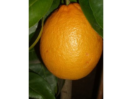Pomarančovník 'Sucreňa'