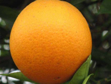 Pomarančovník 'Thomson'