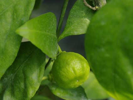 Mandarínka 'Kalinin 5'