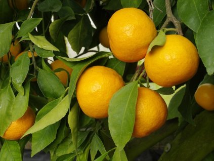 Mandarínka 'Primosole'