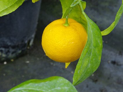 Mandarínka 'Saigon SRA 12'