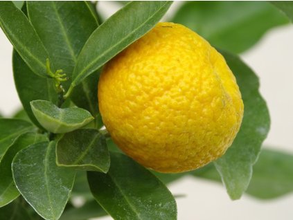 Mandarínka 'Trabut'