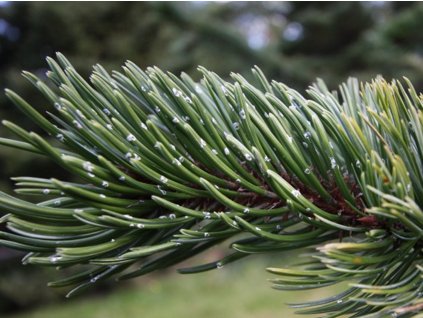 Borovica osinatá 'Jeff'