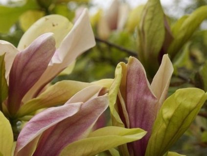 Magnólia 'Banane Flambée'