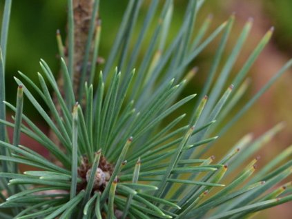 Borovica ťažká 'WB SDL #3 J.M'