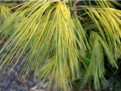 Borovica hladká 'Bennett O.D.'