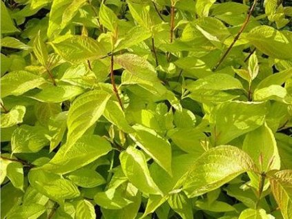 Svída biela 'Aurea'