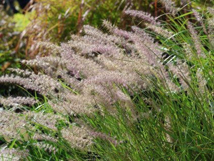 Perovec východný 'JS Dance with Me'® - Pennisetum orientale 'JS Dance with Me'®