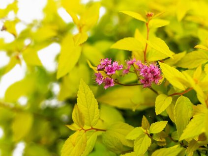 Tavoľník japonský 'Goldmound'