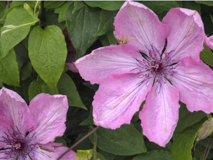 Plamienok 'Bieszczady'