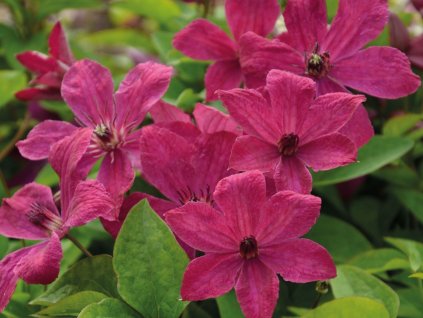 Plamienok 'Expander'