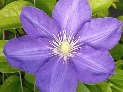 Plamienok 'H.F. Young'