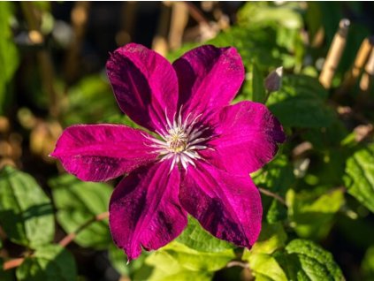 Plamienok 'Kardynal Wyszynski'