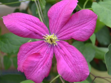 Plamienok 'Kryspina'