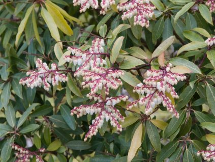 Pieris japonský 'Browers Beauty'