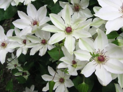 Plamienok 'Matka Urszula Ledóchowska'