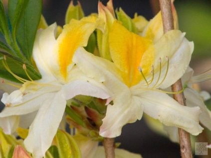 Azalka 'Northern Hi-Lights'