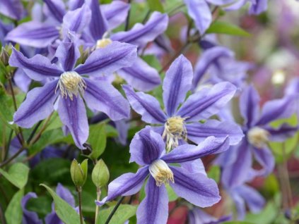 Plamienok 'Mystic River'