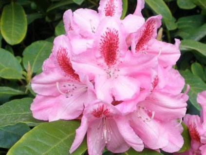 Rododendrón 'Furnivall's Daughter'