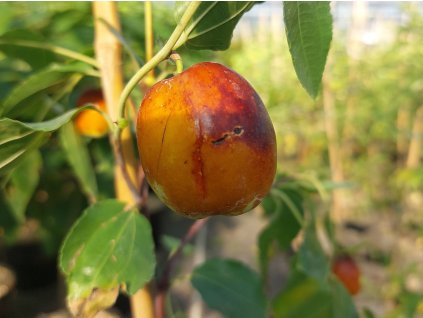 Čínska datľa 'Li'