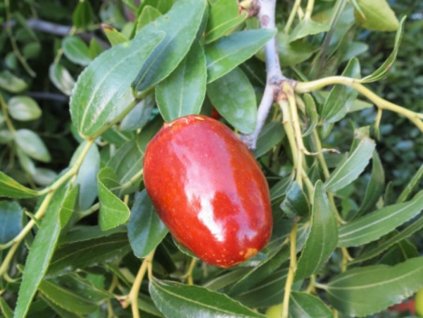 Čínska datľa 'Lang'