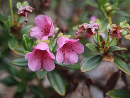 Rododendrón krivopestíkatý