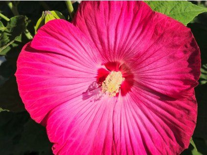 pink jake