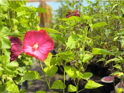 Ibištek bahenný TOMA 'Pink Jake' - Hibiscus TOMA 'Pink Jake'