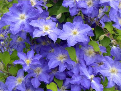 Plamienok 'Stefan Franczak'