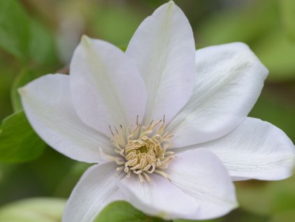 Plamienok  'Sweet Morning'