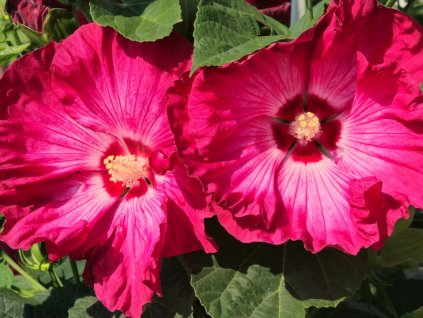 Ibištek bahenný TOMA 'Red Jake' - Hibiscus TOMA 'Red Jake'