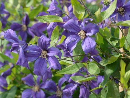 Plamienok 'Sweet Wave'