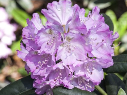 Rododendrón drobnolistý  'Snipe'