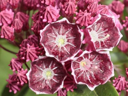 Kalmia 'Keepsake'