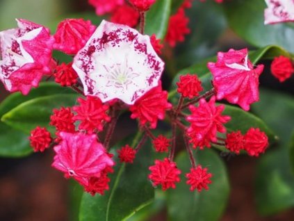 Kalmia 'Red Prince'