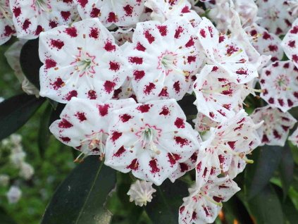 Kalmia 'Ring Dance'