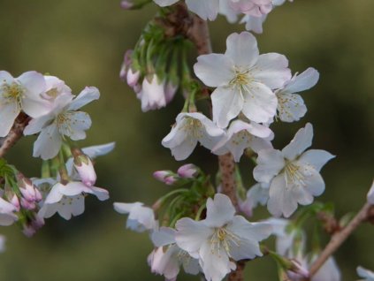 Čerešňa kurilská 'Brilliant'