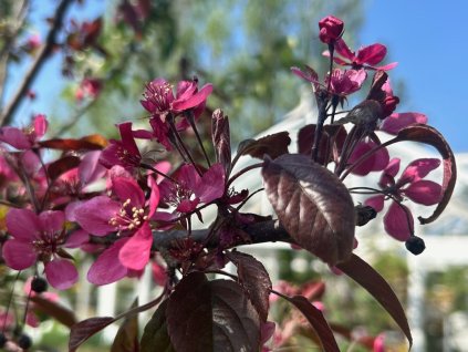 Jabloň okrasná, Sieboldova 'Scarlett'