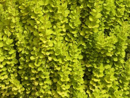 Dráč Thunbergov 'Torch d'or'