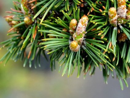 Borovica horská 'WB Mops Bašť'