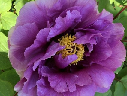 Pivonka drevitá 'Ofujinishiki'