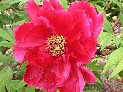 Pivonka drevitá 'Asahiminato'