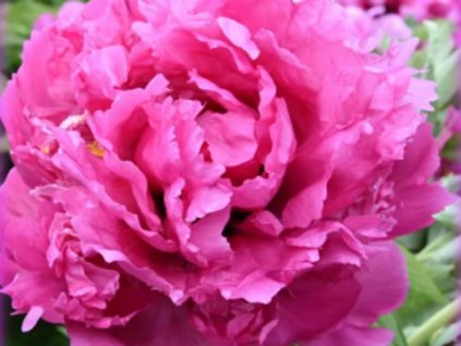 Pivonka drevitá 'Lan Tian Meng'