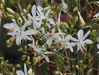 Jagavka vetevnatá - Anthericum ramosum
