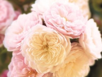 Stromčeková ruža 'Alina Starlet Rose®'