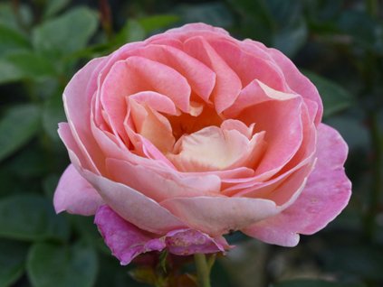 Stromčeková ruža 'Wisława Szymborska'