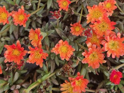 Poludňovka 'Kupferstern'- Delosperma 'Kupferstern'