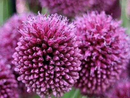 Cesnak guľatohlavý