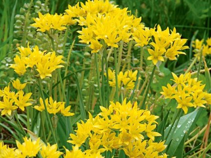 Cesnak zlatožltý - Allium moly